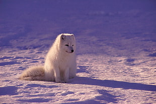 long-coated white dog, photography, animals, fox, arctic fox
