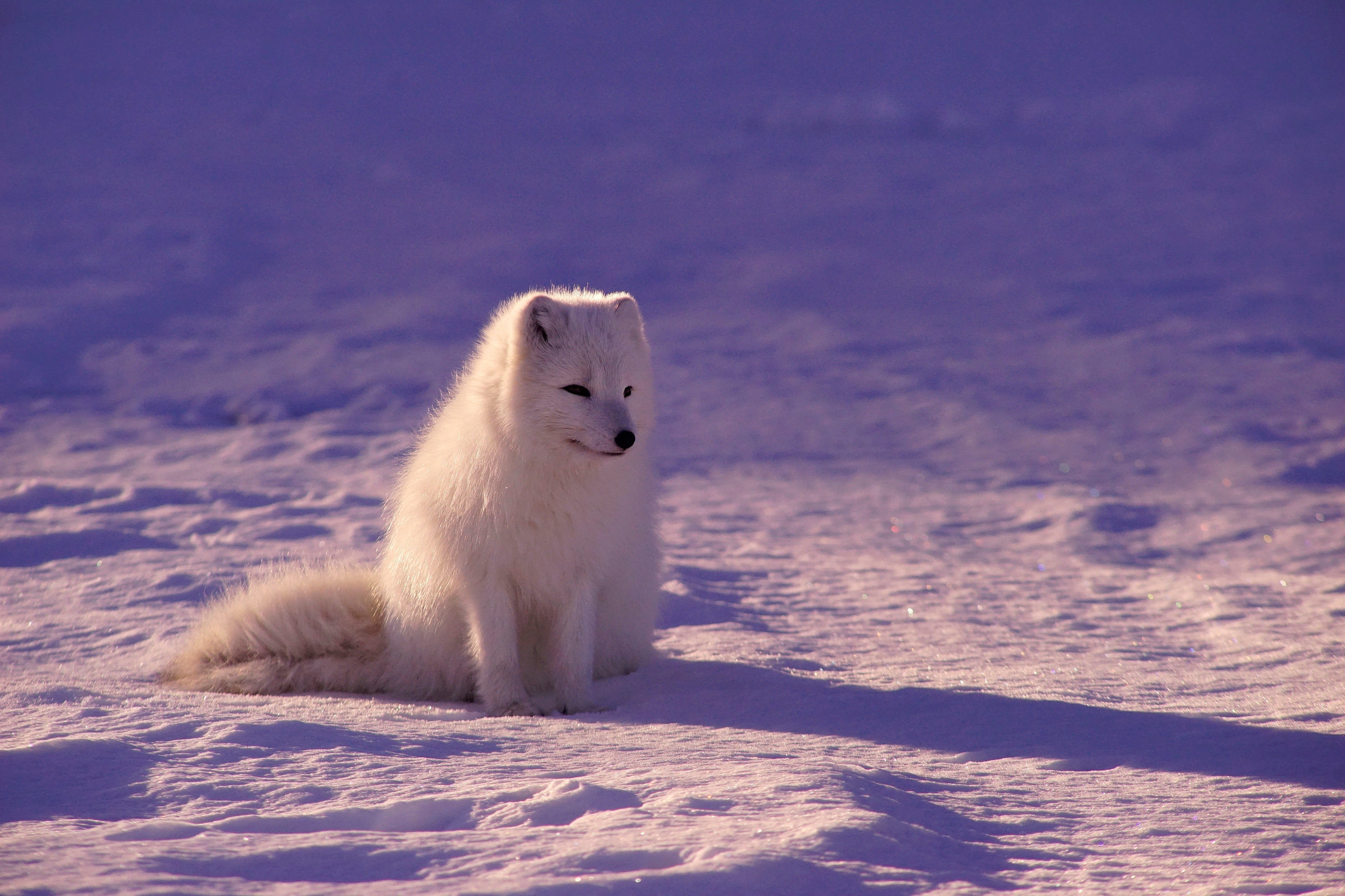 long-coated white dog, photography, animals, fox, arctic fox HD wallpaper