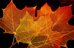 photography of maple leaves HD wallpaper