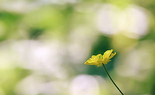 selective focus photography of yellow petaled flower at daytime HD wallpaper