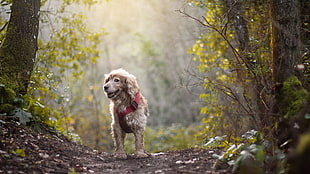 short-coated brown dog, animals, dog, forest