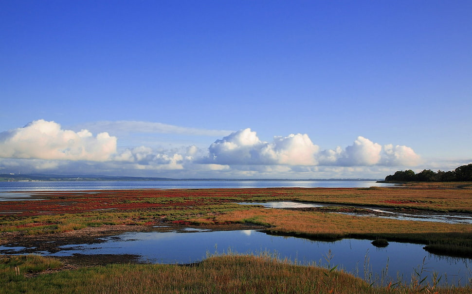 green and orange grass on water with cloudy sky HD wallpaper