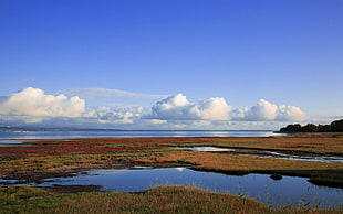 green and orange grass on water with cloudy sky