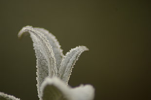 selective focus of petaled flower with ice