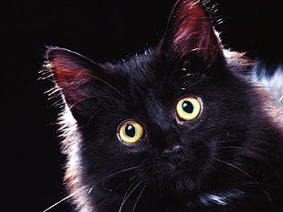 long-coated black cat HD wallpaper