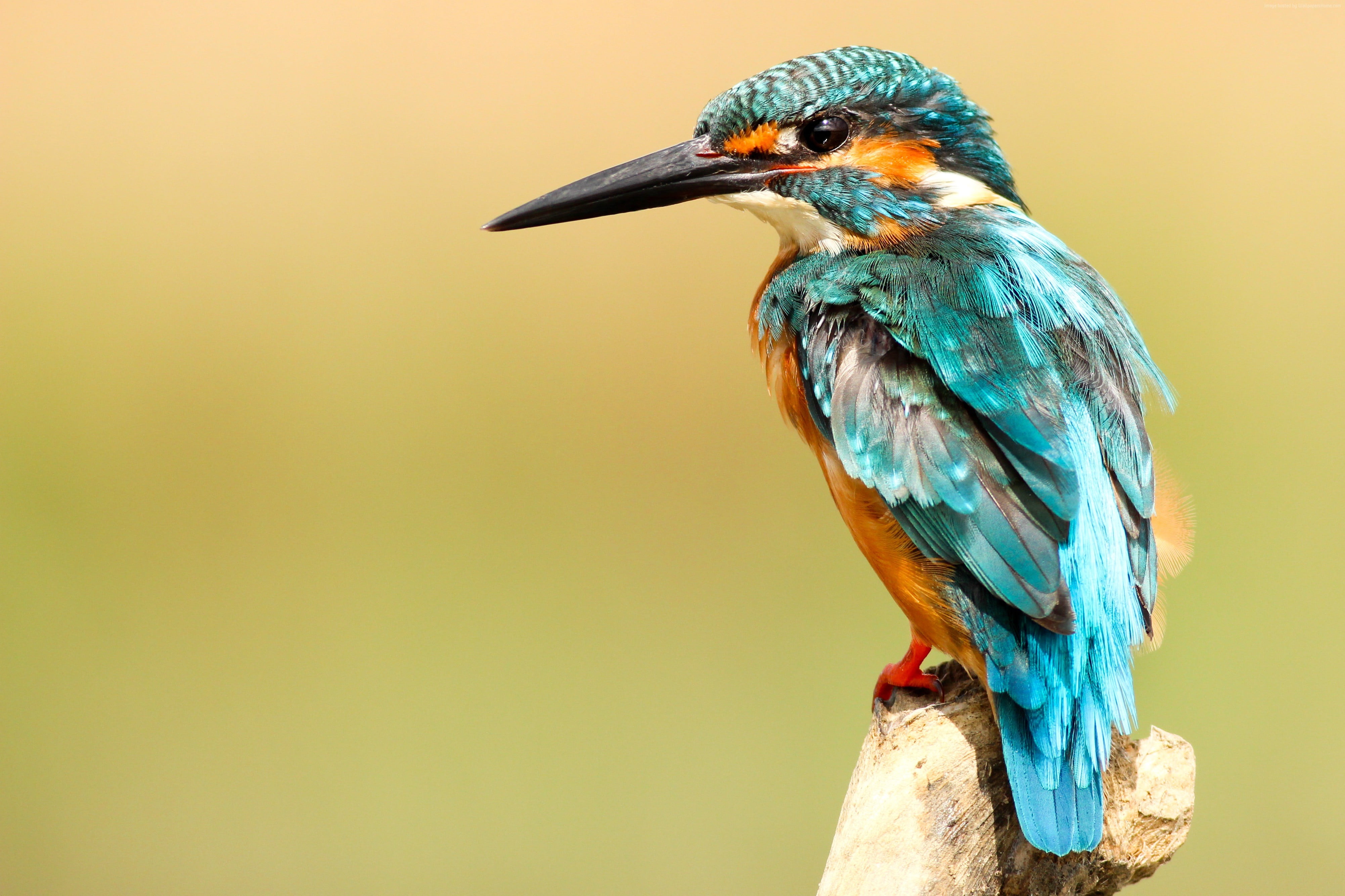 blue and orange long-beak bird on brown tree branch in close-up photo