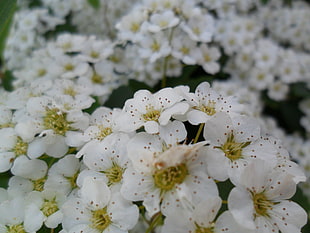 orange dotted white petaled flowers in selective focus photography