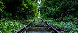 gray metal trail rail, railway, forest HD wallpaper