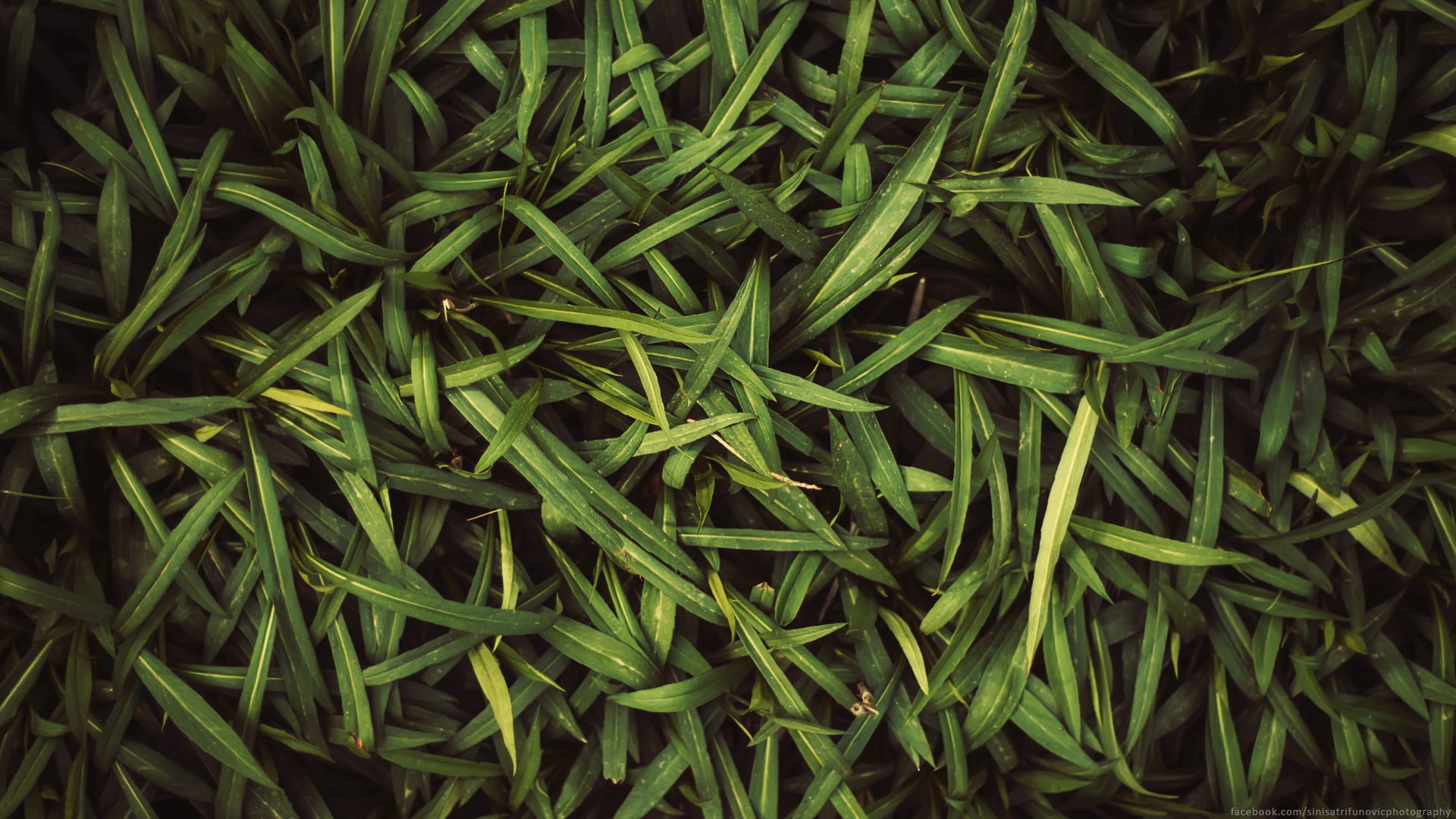 Чайная листва. Листья чая. Зеленый чай листья. Чайные листья паттерн. Чай текстура.