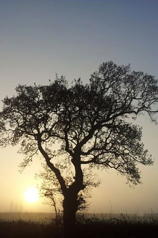 silhouette photography of tree