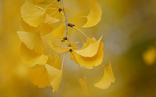 yellow leaf plant HD wallpaper
