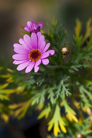 selective focus of purple Gerbera flower HD wallpaper