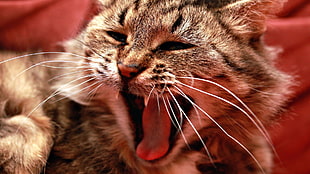 selective focus photo of open mouth brown tabby cat