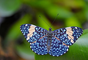 shallow focus photo of blue and brown butterfly