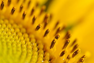 yellow flower polens, nature, plants, macro, depth of field HD wallpaper