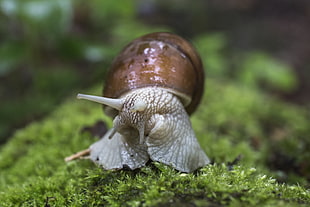 tilt shift photo of snail