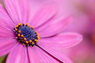 selective focus photography of pink Cosmos HD wallpaper