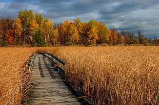 brown wheat field on landscape photography, mer bleue, ottawa HD wallpaper
