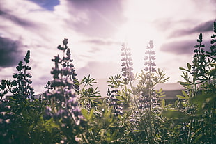green plants, Lupines, Field, Sunlight HD wallpaper