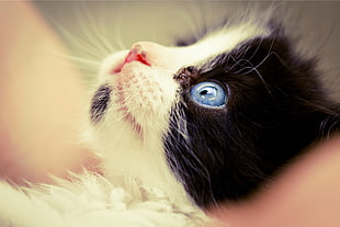 tuxedo cat with blue eyes