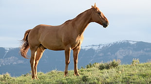 adult brown horse on green grass field