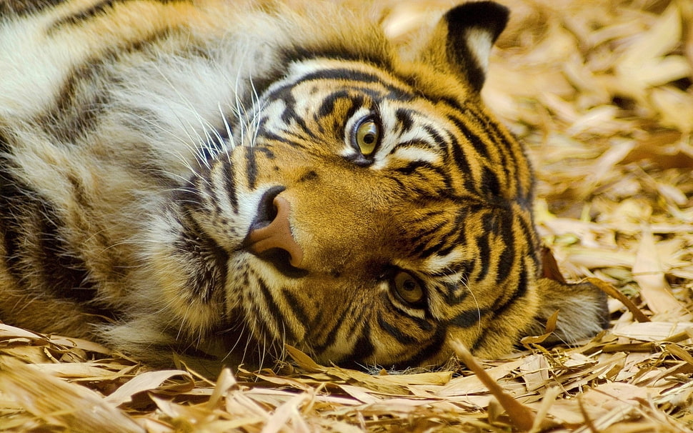 selective focus photography of white and orange tiger HD wallpaper