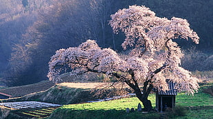 white leafed tree, trees, nature, shrine, landscape