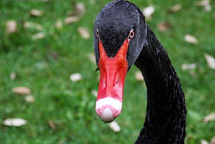 close-up photography of black swan