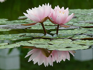 photography of pink Lotus flower on lake