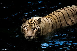 brown tiger in water HD wallpaper