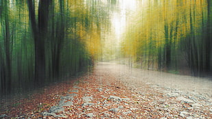 Forest, Path, Foliage, Autumn HD wallpaper