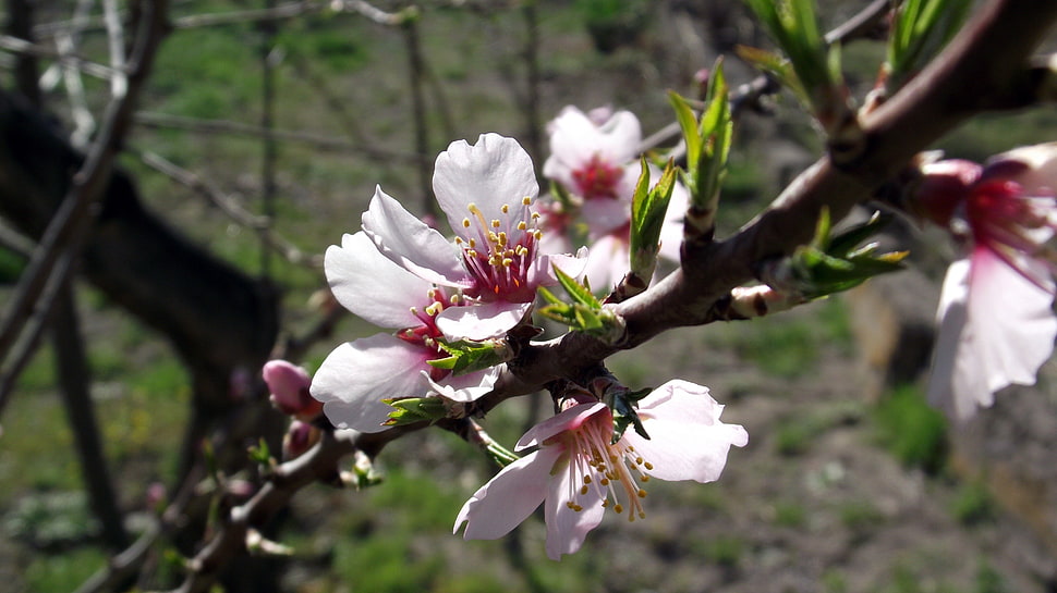 white hibiscus flower, spring, blossoms HD wallpaper