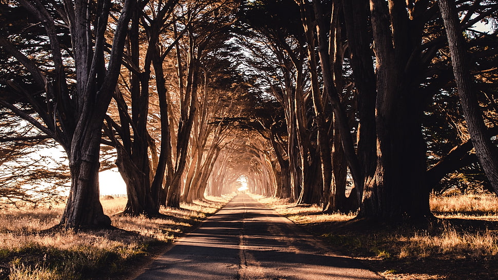gray concrete road, road, trees, shadow HD wallpaper