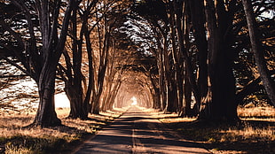 gray concrete road, road, trees, shadow