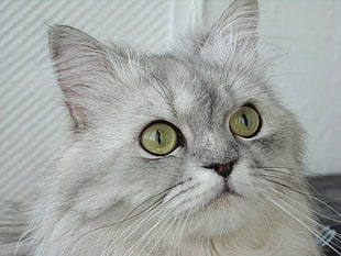 white long-fur cat near white wall