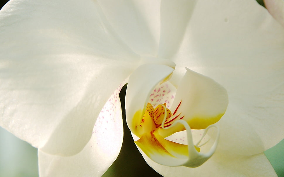 macro shot of white flower HD wallpaper