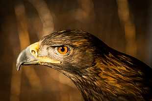 brown Falcon in closeup photography, golden eagle