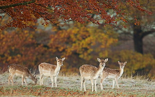 four deers next to trees