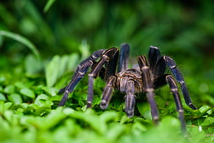 black and brown tarantula on green grass during day time, haplopelma lividum, kaeng krachan district