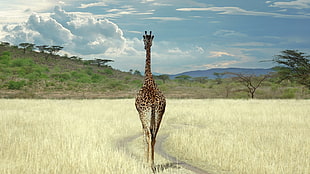 animal photography of giraffe facing back HD wallpaper