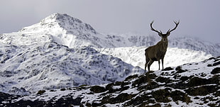 brown deer, nature, mountains, snow, deer