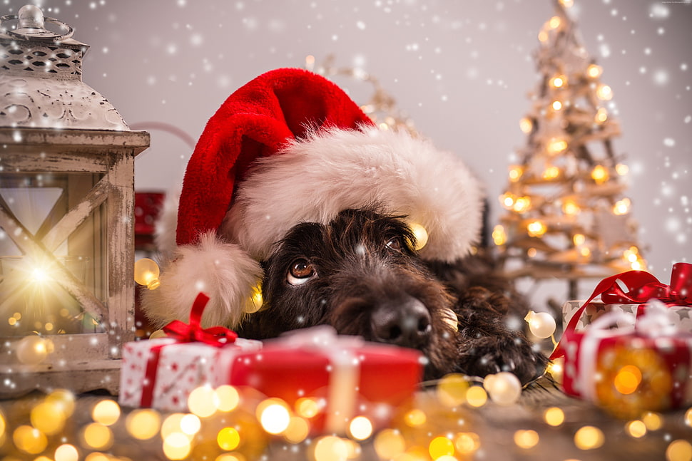 dog wearing Santa hat HD wallpaper