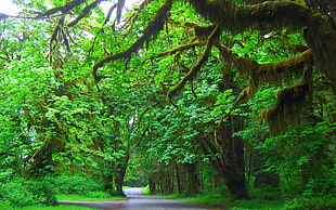 green leafed trees, trees, moss, road, green