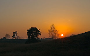 silhouette of tall trees