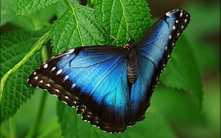 Blue Morpho butterfly on green leaf HD wallpaper