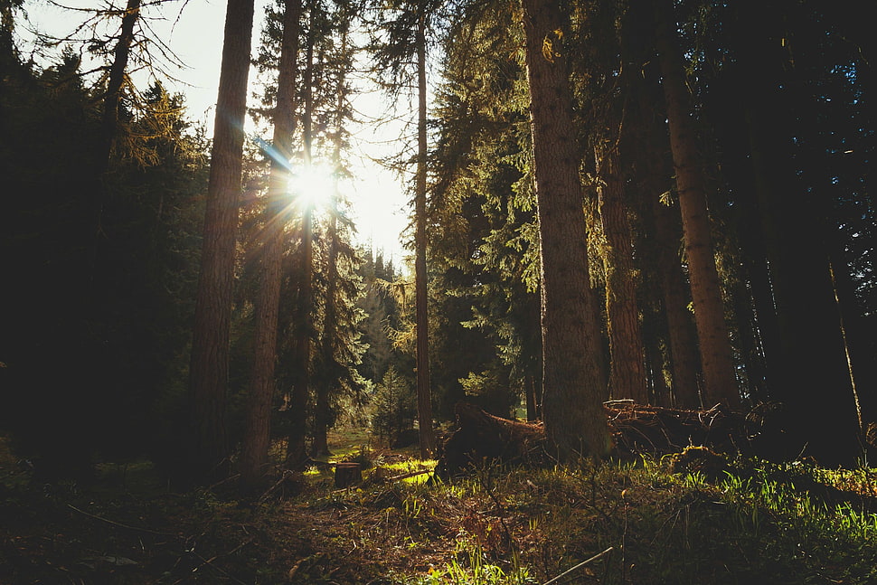 birch tree, forest, sunlight HD wallpaper