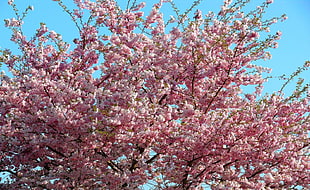 pink petaled flower tree HD wallpaper