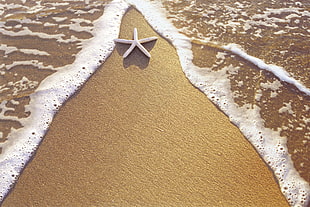white Star Fish on brown sand during daytime HD wallpaper