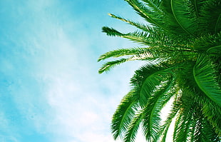 green coconut palm tree under blue and white sky during daytime