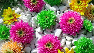 green, pink, and yellow flowers, flowers, plants, colorful, stones